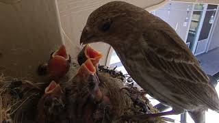 Hungry House Finches - June 1, 2020