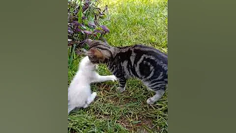 Video 1840351: animals bengal