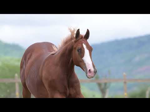 LOTE 006 - SIGILO FIT - 2º LEILÃO CAMPEÕES DO FUTURO