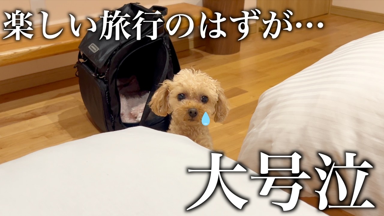 超甘えん坊トイプードル、旅先で一緒に寝られず大号泣。