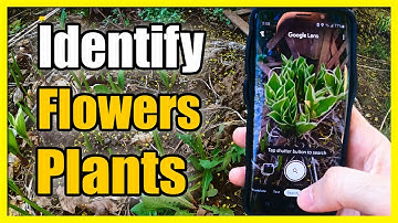 How to Identify Plants, Flowers or Trees using Phone App (Google Lens)