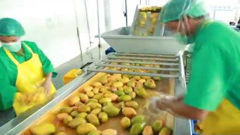 Mango Pulp and Concentrate Processing