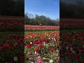 #hollandridgefarms #TulipField#TulipFields#TulipSeason#TulipGarden#SpringBlooms#SpringFlowers #nj