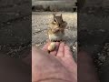 سنجاب ياكل فستق السنجاب الصغير سنجاب كيوت اصغر سنجاب Squirrel