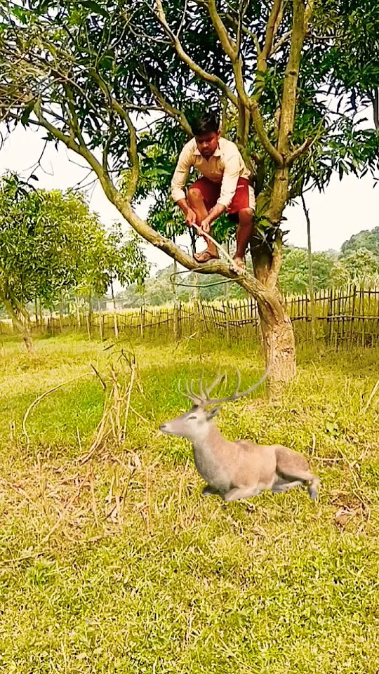 Catching deer viral youtubeshorts vfxshorts trendingshorts 