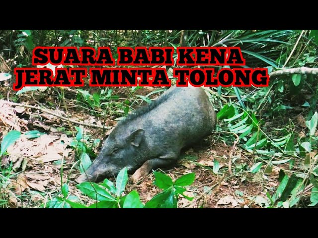 SUARA BABI HUTAN KENA JERAT MINTA TOLONG, COCOK UNTUK PEMANGGIL BABI HUTAN JANTAN.. class=