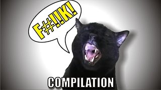 8 Years of swearing - Sylvester's Sinful Compilation by Talking Kitty Cat 2,146,097 views 7 years ago 54 seconds