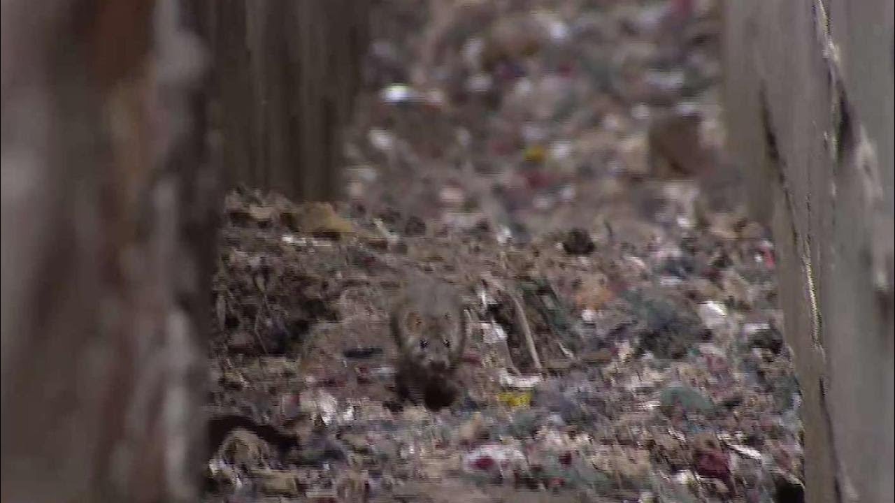 Rat Problem Toronto Toronto's rat problem is getting worse: expert - YouTube