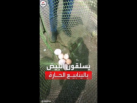 سياح يسلقون البيض على مياه الينابيع الحارة في روسيا