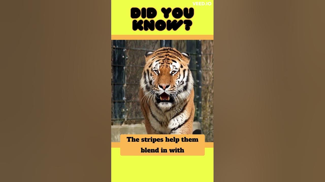 Fun fact tiger did you know shorts youtube