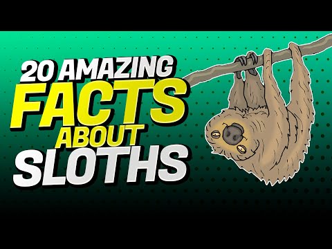 20 Interesting Facts About the SLOTH