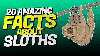 20 Interesting Facts About the SLOTH