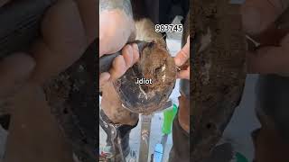 idue983745_bg114