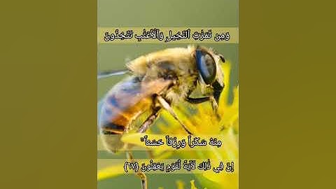 سورة النحل القارئ الشيخ فارس عباد