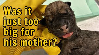 Puppies too big to be born (GRAPHIC CONTENT  VIEWER DISCRETION) | Twelve Titans Cane Corso