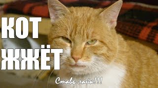 Кот жжёт! Топим печь наполнителем для кошачих туалетов! Кот жжёт! Топим печь наполнителем для кошачих туалетов!
