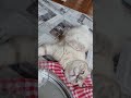 #catvideos #catlover #cat #kediaski #shorts #kedi
