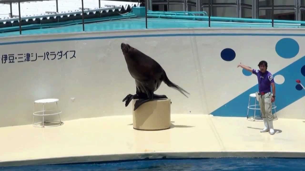 伊豆三津シーパラダイス、トドのショー