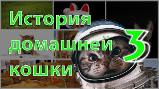 История домашней кошки (ч.3). Полидактилия, кошка-космонавт, знаменитые кошки, мореплаватели