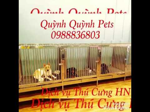 #1 NHẬN TRÔNG GIỮ – CHĂM SÓC THÚ CƯNG CHÓ MÈO – HN. Liên hệ : 0988836803 Mới Nhất