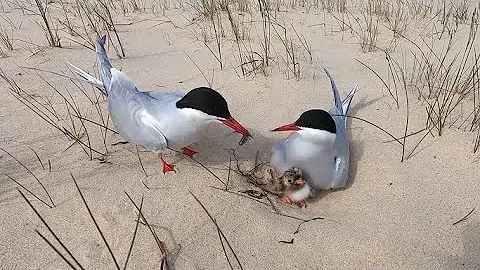 Полярная крачка и голодный птенец. Arctic Tern and its hungry chick