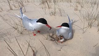 Полярная крачка и голодный птенец. Arctic Tern and its hungry chick