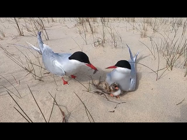 Полярная крачка и голодный птенец. Arctic Tern and its hungry chick