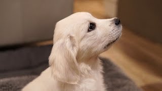 (Eng Sub) The Video Compilation of White Retriever's Growth Process (35 months)