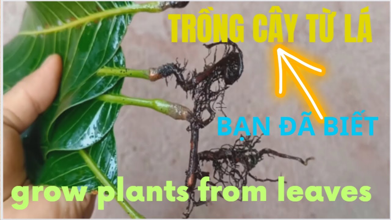 Cách Kích Rể Cây Mọc Ra Từ Lá Bằng Nha Đam Và Chuối Không Tốn Kém, Đơn ...