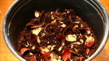 Propagating Lily Bulbs: Part 3 - Ornamental Cut Flower Gardening