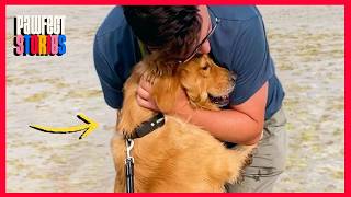 Scared Rescue Dog Who Used to Flinch Finally Feels Safe Enough to Play | Pawfect Stories