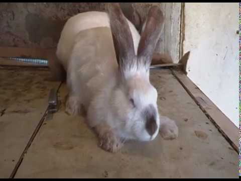 \"პარასკევას\" შვილის შეჯვარების მცდელობა უშედეგოთ დასრულდა! 15/03/2020