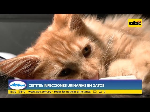 Cistitis: Infecciones urinarias en los gatos - YouTube