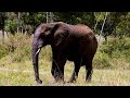 Majestic elephant roams free in Kenya, Africa