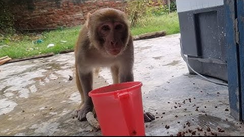 Jay Shri Ram Hanuman#🐵🙈🐒#viralvideo 🌹✨☀️