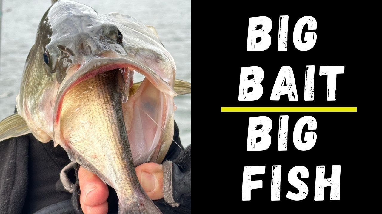 Do BIG BAITS Catch BIG FISH?