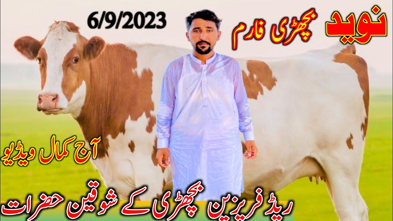 Naveed Rid Naveed Dairy Farm | Rid Friesian Hefair | Top Heifer | Australian ...