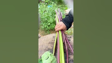 Skill of cutting taro stems with sharp tools #farming #shorts