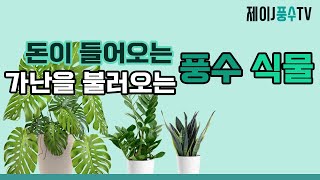 [풍수인테리어]돈이 들어오는 풍수 식물, 가난을 불러오는 풍수 식물