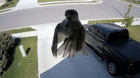 This Bird