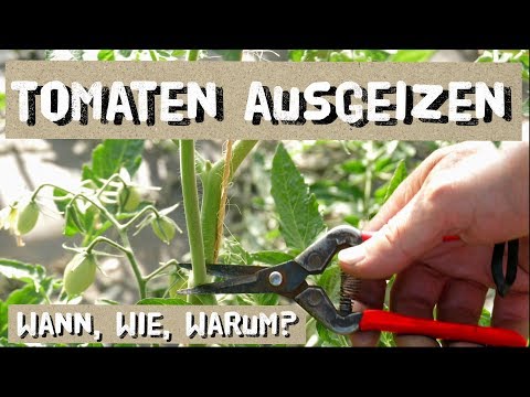 Video: Wie Man Eine Raumrose Richtig Beschneidet