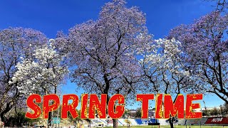 Spring time and jacaranda trees blooming in Windhoek, Namibia, southern Africa