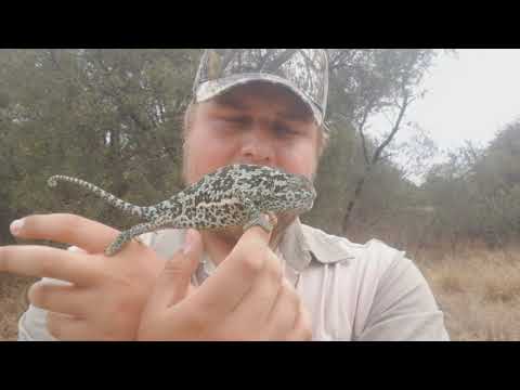 Flap-necked CHAMELEON|Facts