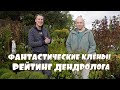 Уникальная коллекция клёнов. Хиты сезона!