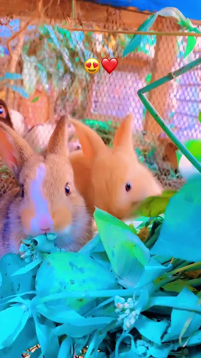 Lapin 😍❤️ #lapen #houserabbit #rabbit #animals