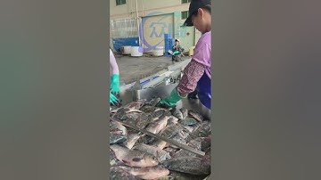 weight grader, fish weight sizing machine, fish sorting machine, fish grading machine, #weightgrader