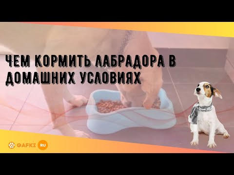 Чем кормить взрослого лабрадора в домашних условиях