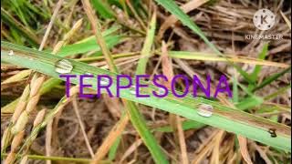 Lagu upbeat EDM -Terpesona - cocok untuk menemani bekerja 1 jam