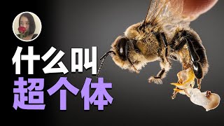 【蜜蜂01】什么是超个体?蜂王 雄蜂 工蜂到底谁才是工具人