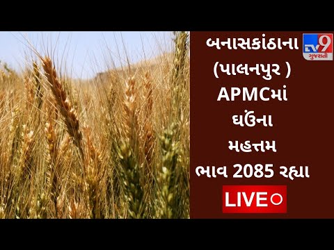 બનાસકાંઠા (પાલનપુર)  APMCમાં ઘઉંના મહત્તમ ભાવ રૂપિયા 2085 રહ્યા,જાણો જુદા જુદા પાકના ભાવ |Tv9